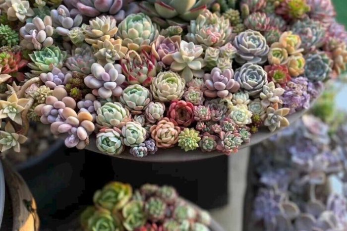 葉插曬太陽 葉插曬太陽