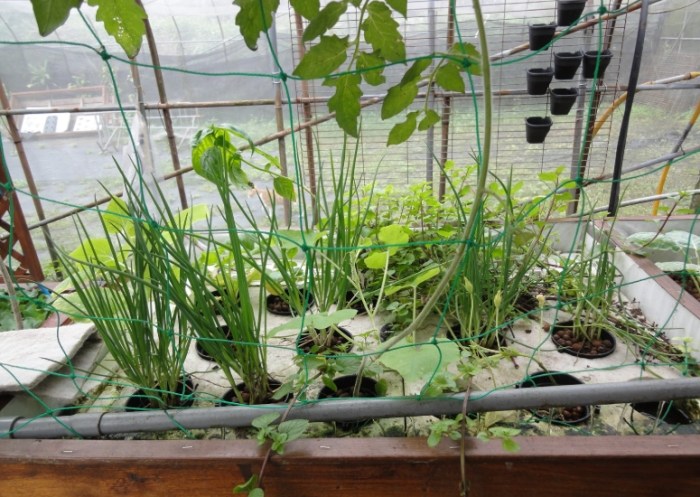 aquaponics 台灣 aquaponics 台灣