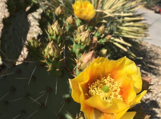 仙人掌發黑 仙人掌發黑