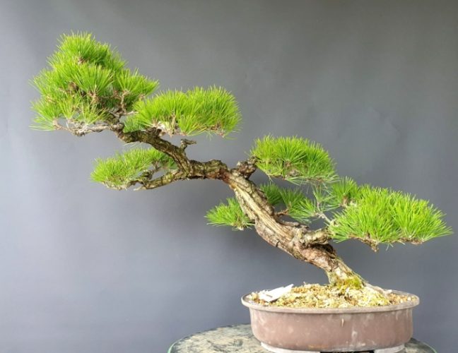 黑松盆景造型 黑松盆景造型