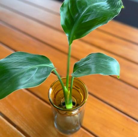 天堂鳥水種 天堂鳥水種