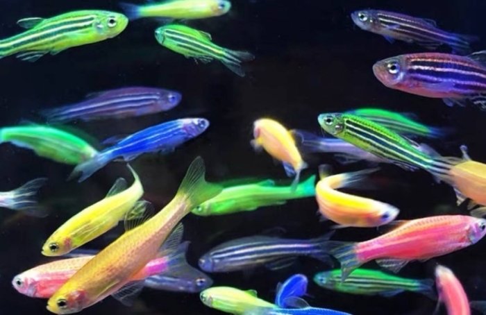 螢光魚會生嗎 螢光魚會生嗎