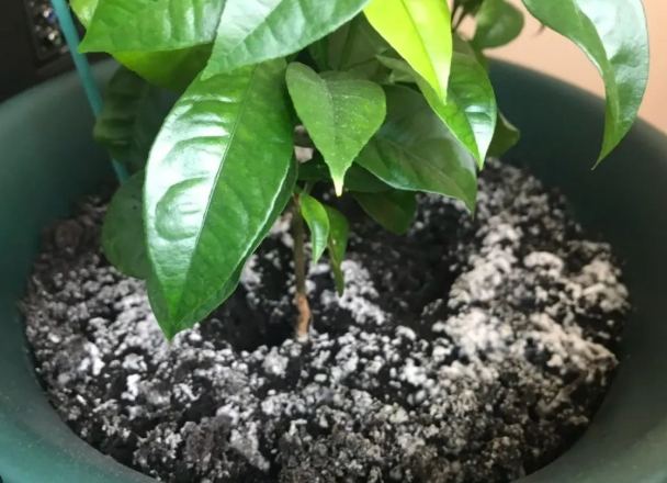 堆肥白色菌絲 堆肥白色菌絲