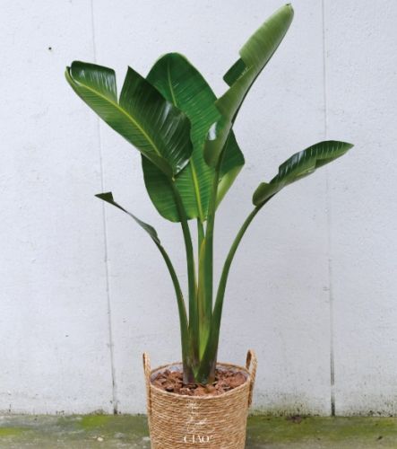 天堂鳥培養土 天堂鳥培養土