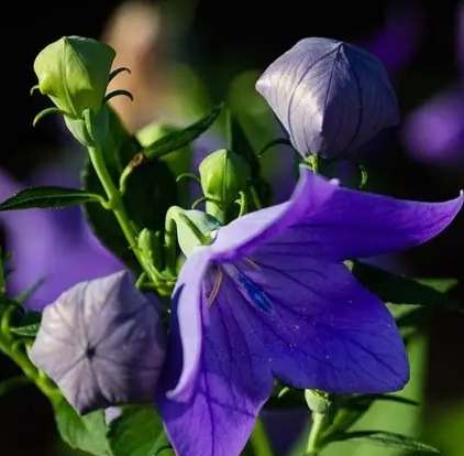桔梗花種植 桔梗花種植