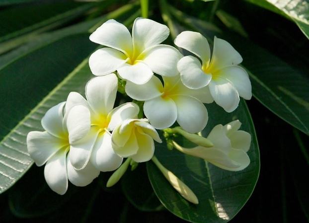 雞蛋花不長根 雞蛋花不長根