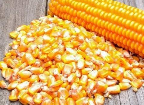 玉米的種子