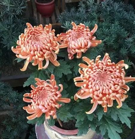 菊花种植技巧 菊花种植技巧