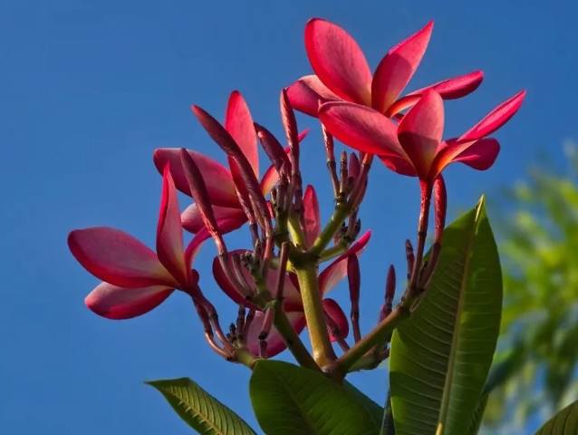 雞蛋花象徵 雞蛋花象徵