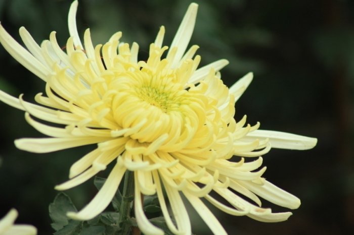 秋菊養護技巧 秋菊養護技巧