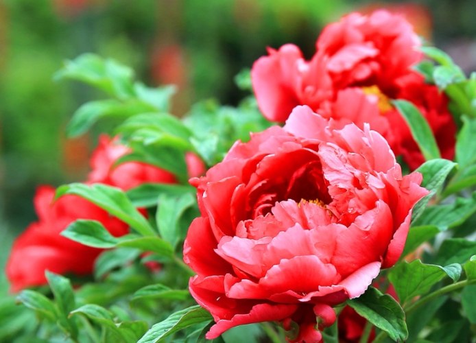 四季開花植物 四季開花植物