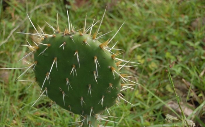 仙人掌種植方法