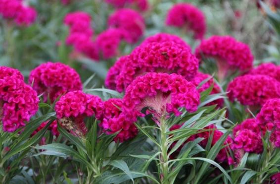 雞冠花語象徵 雞冠花語象徵