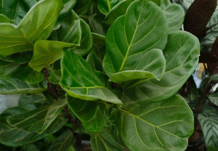 琴葉榕 冬天 琴葉榕 冬天