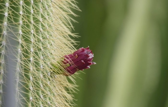 仙人掌發黃 仙人掌發黃