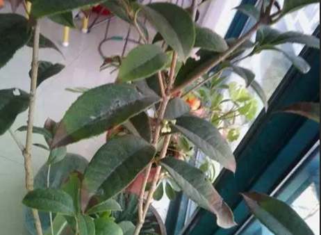 桂花葉子焦枯處理