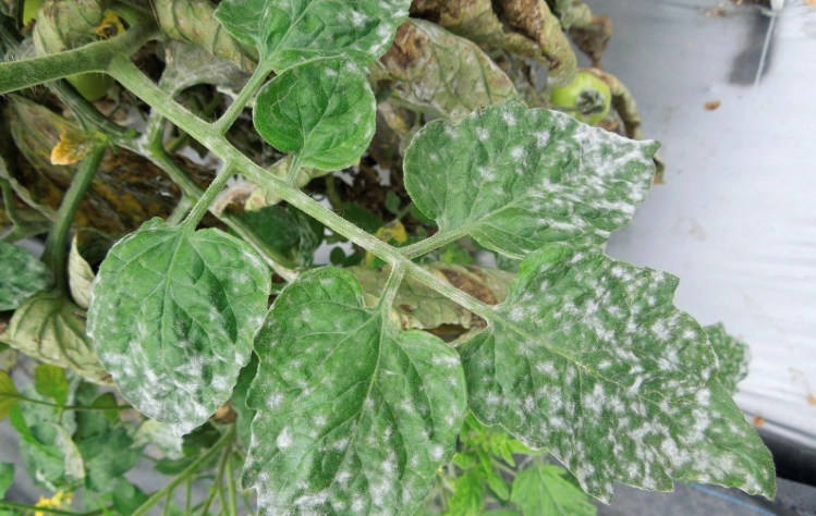 番茄白粉病防治 番茄白粉病防治