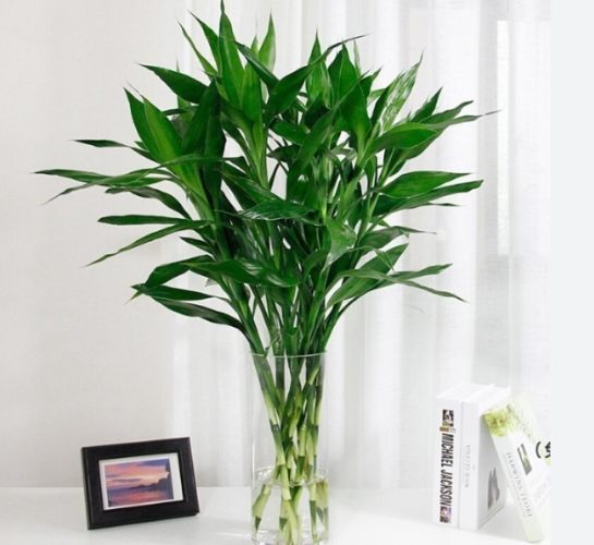 富贵竹养护方法 富贵竹养护方法