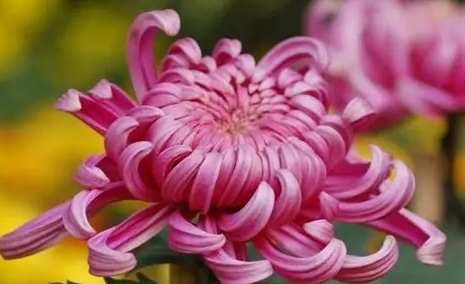 促進菊花開花 促進菊花開花