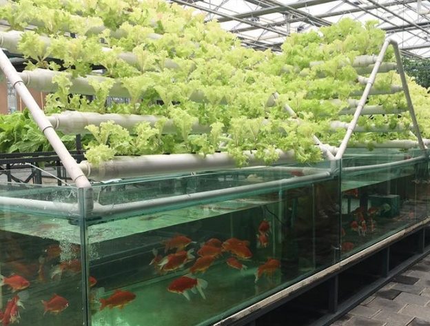 Aquaponics 植物選擇 Aquaponics 植物選擇