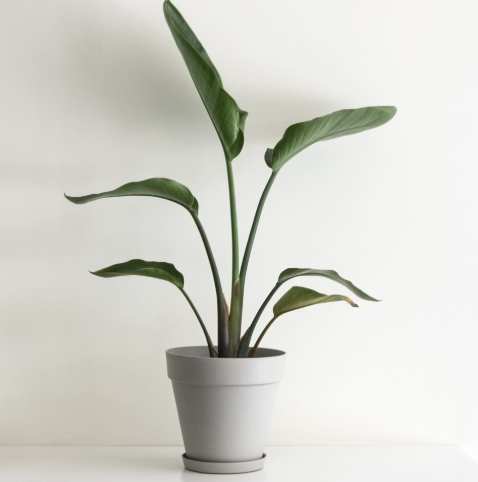 天堂鳥植物 照顧 天堂鳥植物 照顧