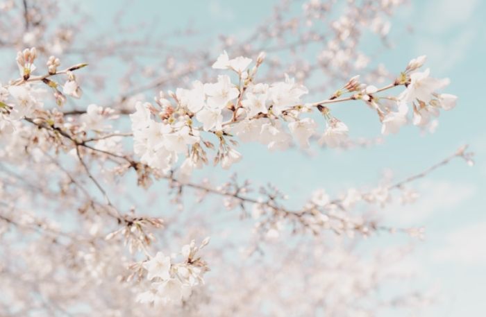 花瓣計數 花瓣計數