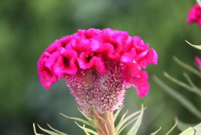 雞冠花語象徵 雞冠花語象徵