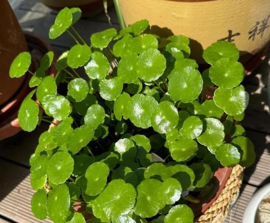 盆栽剃葉技巧 盆栽剃葉技巧