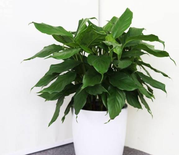 萬年青 風水 萬年青 風水