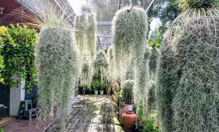 松蘿使用方法 松蘿使用方法