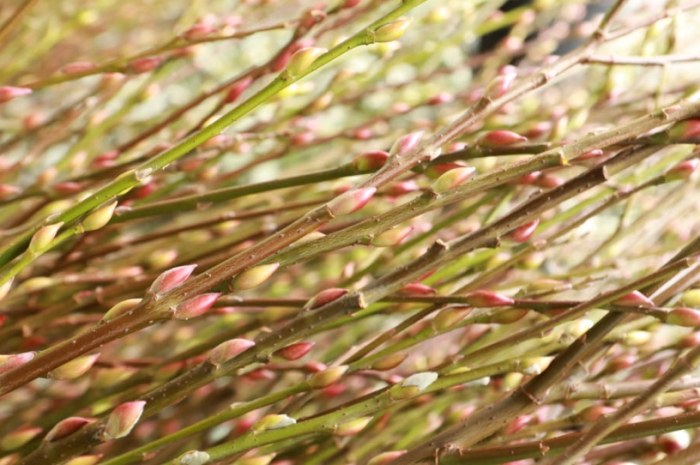 銀柳剝殼 銀柳剝殼