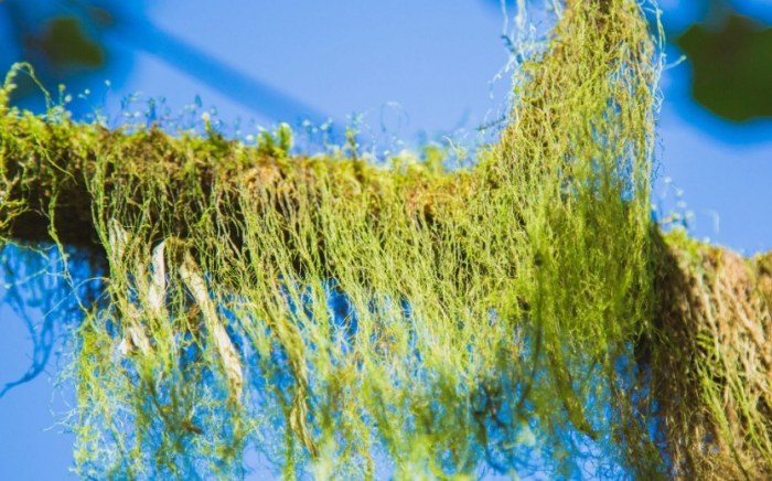 松蘿養護技巧 松蘿養護技巧