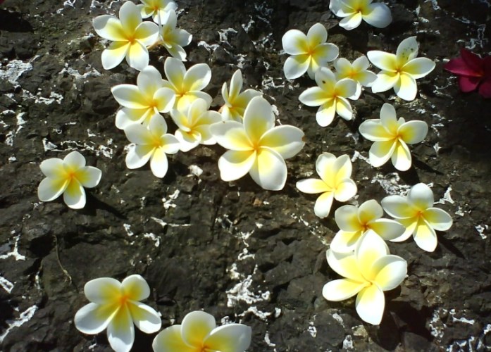 雞蛋花病害防治 雞蛋花病害防治