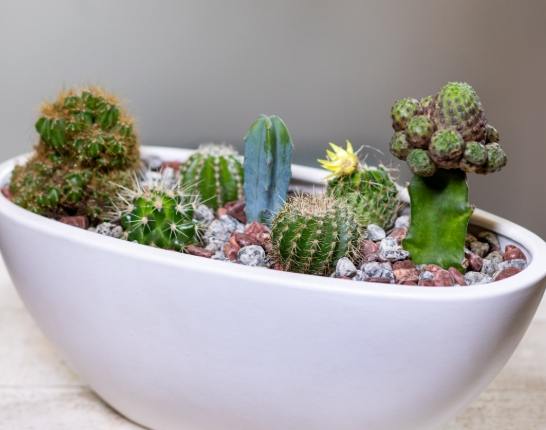 仙人掌盆栽排水 仙人掌盆栽排水