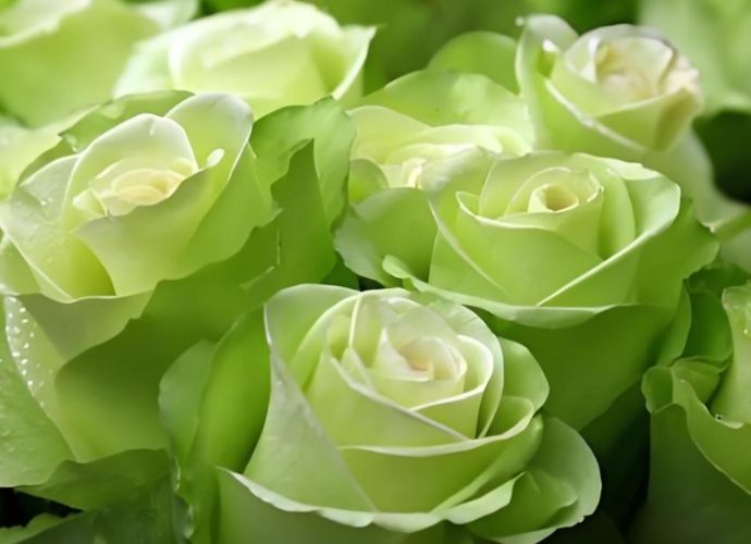 玫瑰花葉子掉光處理 玫瑰花葉子掉光處理