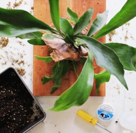 發泡煉石鹿角蕨