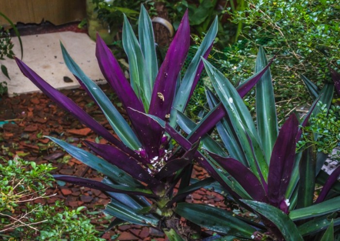 紫背萬年青毒性 紫背萬年青毒性