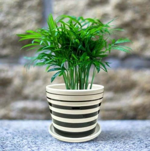 袖珍椰子種植 袖珍椰子種植