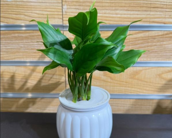 水耕萬年青 水耕萬年青