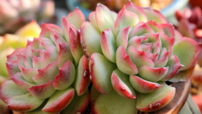 多肉植物光照 多肉植物光照