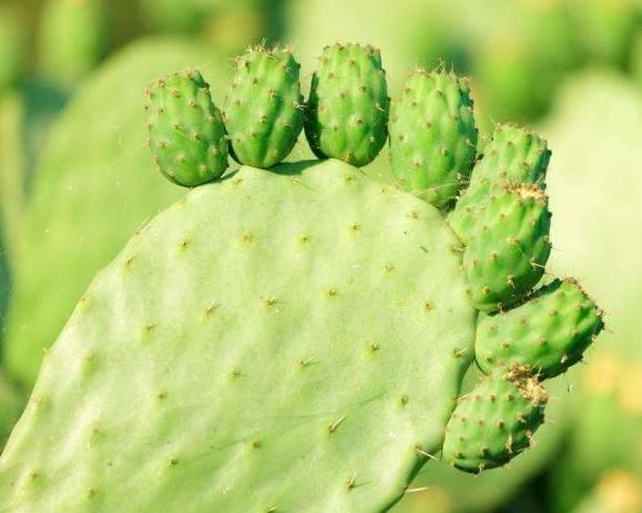 仙人掌病害 仙人掌病害