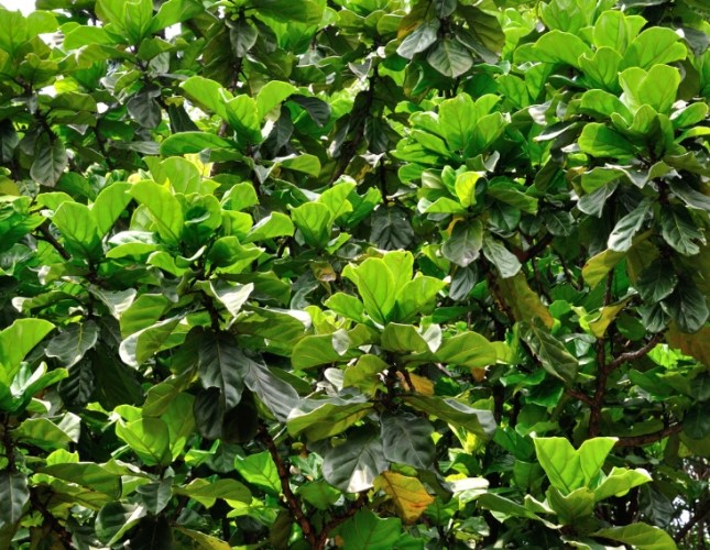 琴葉榕 照顧 方法 琴葉榕 照顧 方法