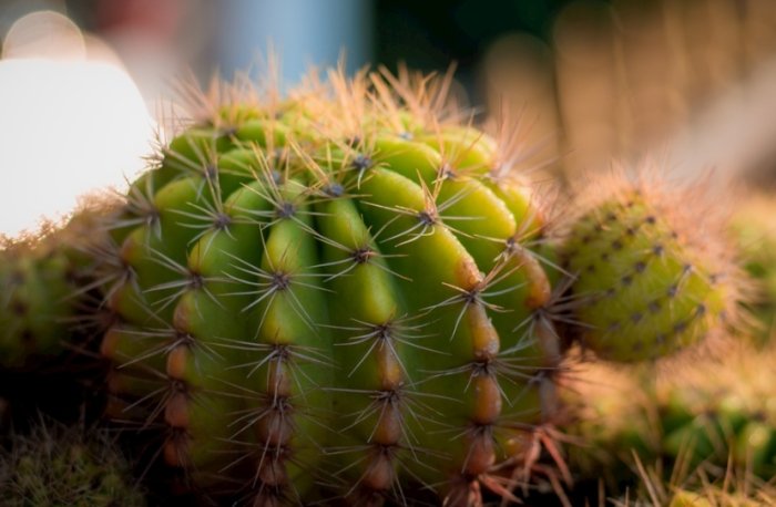 仙人掌種子發芽