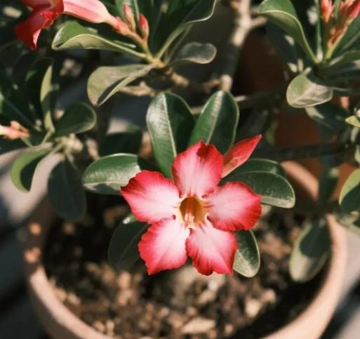 沙漠玫瑰種植 沙漠玫瑰種植