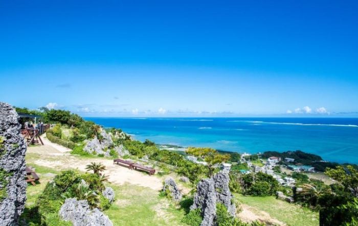 海葡萄種植 海葡萄種植