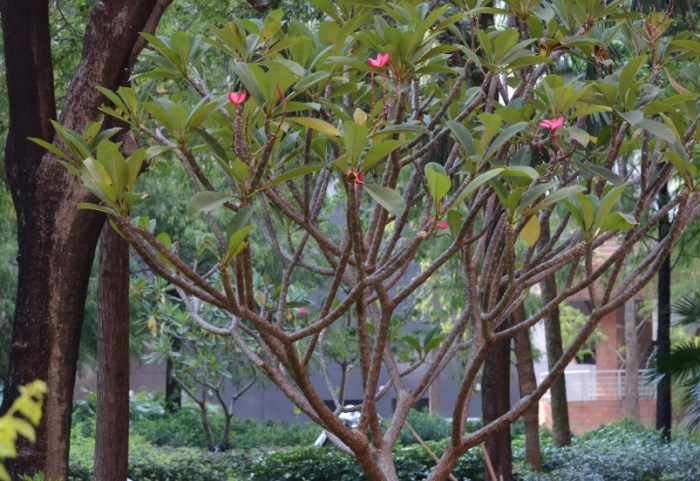 雞蛋花防蚊 雞蛋花防蚊