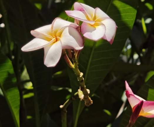 老挝國花 老挝國花