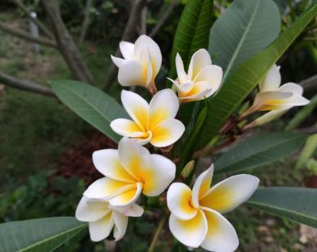 雞蛋花照顧 雞蛋花照顧