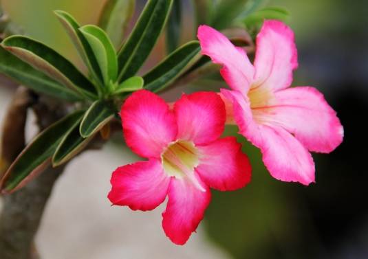 沙漠玫瑰照顧 沙漠玫瑰照顧