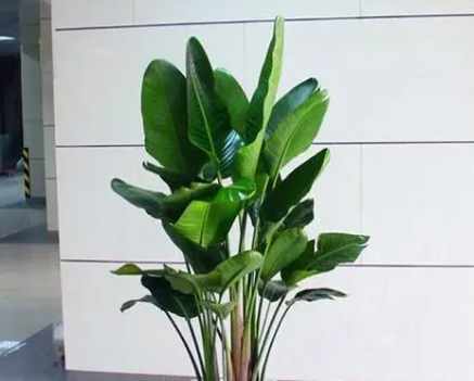 天堂鳥葉子枯黃處理 天堂鳥葉子枯黃處理